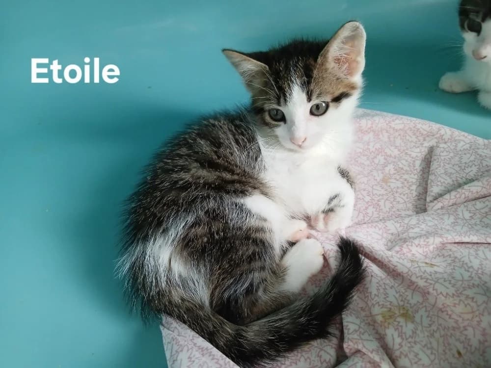 Etoile, female mixed breed for adoption at Amiens), Poulainville