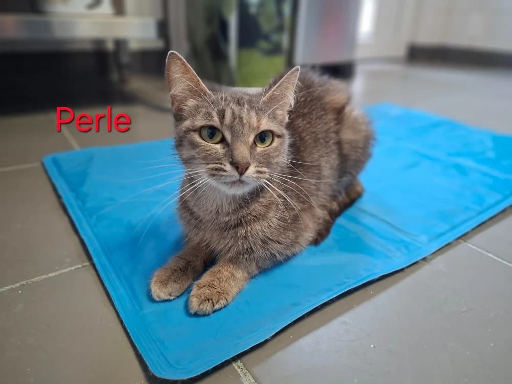 PERLE, female young mixed breed for adoption at Amiens), Poulainville