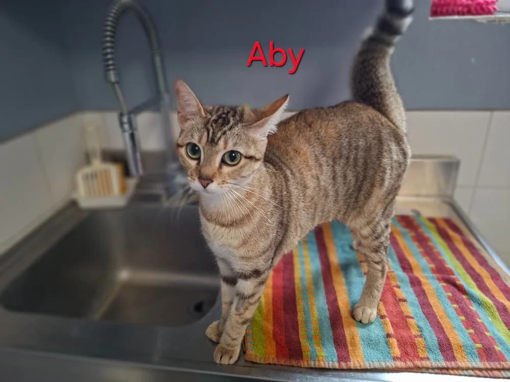 Aby, female young Mixed Breed for adoption at Amiens), Poulainville