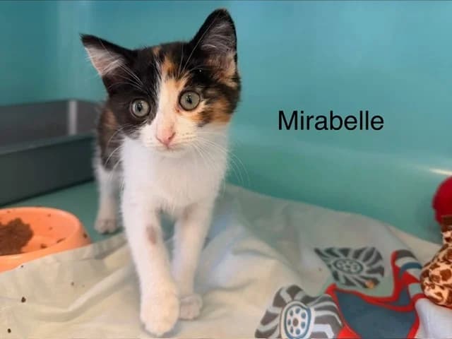 Mirabelle, female Mixed Breed for adoption at Amiens), Poulainville