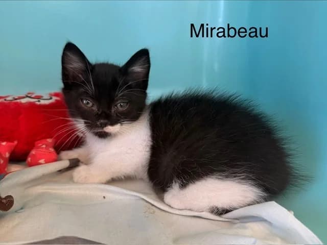 Mirabeau, male Mixed Breed for adoption at Amiens), Poulainville