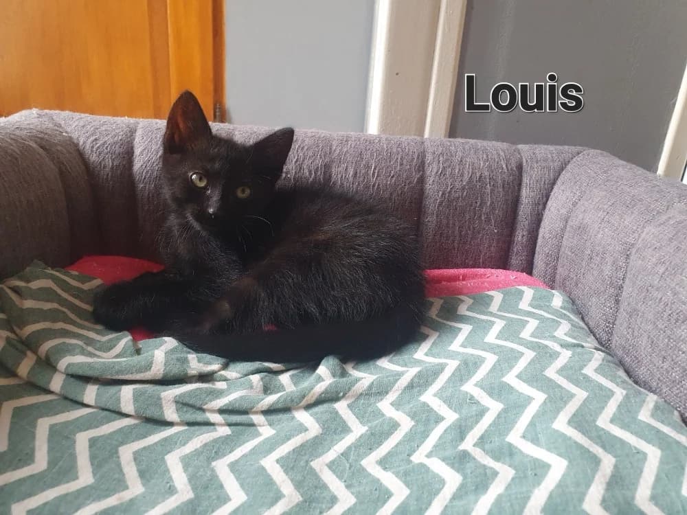 Louis, male puppy Chinchilla for adoption at Amiens), Poulainville