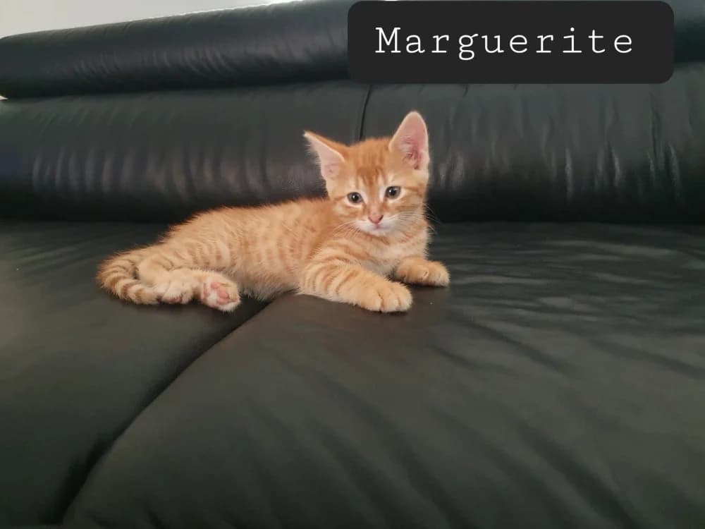 Margueritte, female Mixed Breed for adoption at Amiens), Poulainville