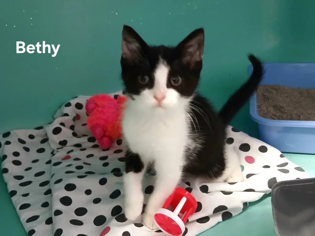 Bethy, female Mixed Breed for adoption at Amiens), Poulainville
