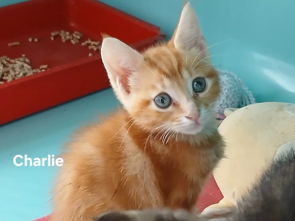 CHARLIE, male puppy mixed breed for adoption at Amiens), Poulainville