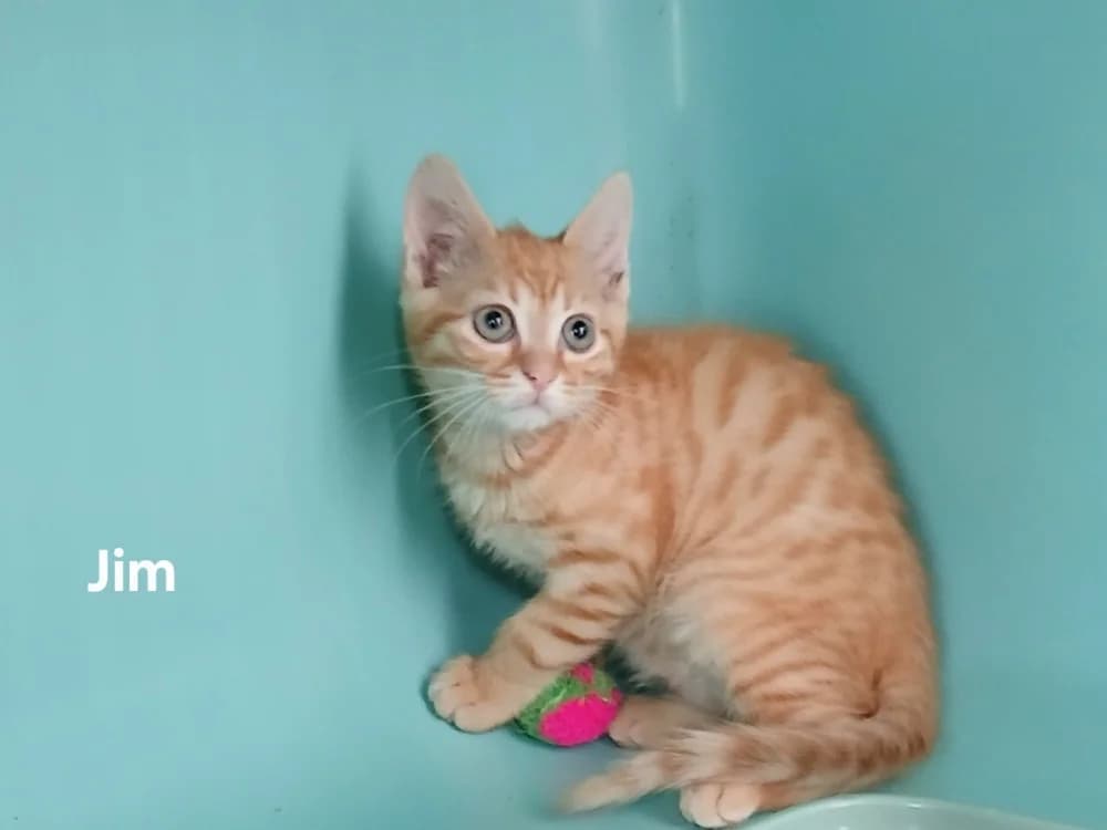 JIM, male puppy Mixed Breed for adoption at Amiens), Poulainville