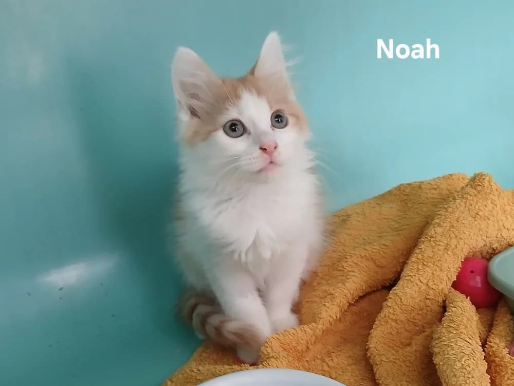 NOAH, male puppy Mixed Breed for adoption at Amiens), Poulainville