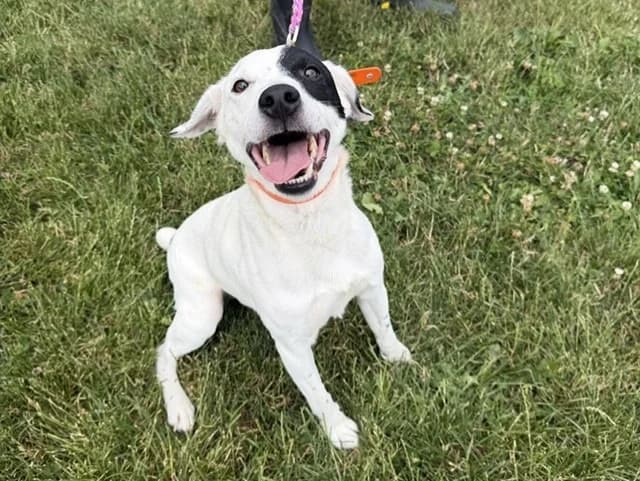 Filou, male 4yo Mixed Breed for adoption at Amiens), Poulainville