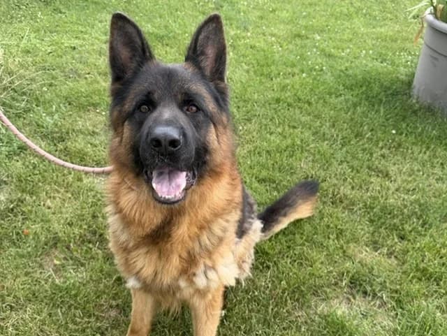 Actor, male young German Shepherd for adoption at Amiens), Poulainville