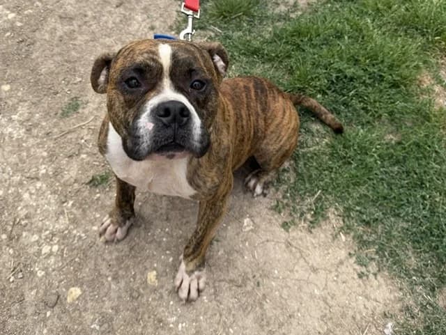 BOOBA, male 5yo English Bulldog for adoption at Amiens), Poulainville