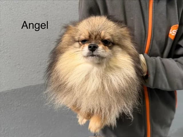 Angel, female 3yo mixed breed for adoption at Amiens), Poulainville