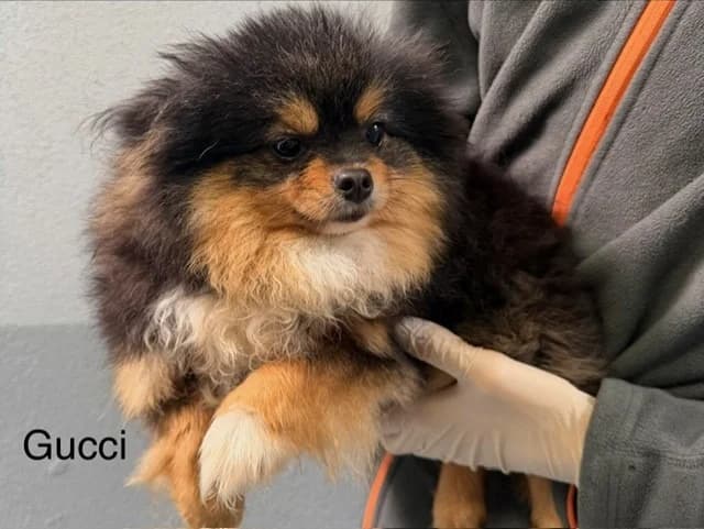 Gucci, female young mixed breed for adoption at Amiens), Poulainville