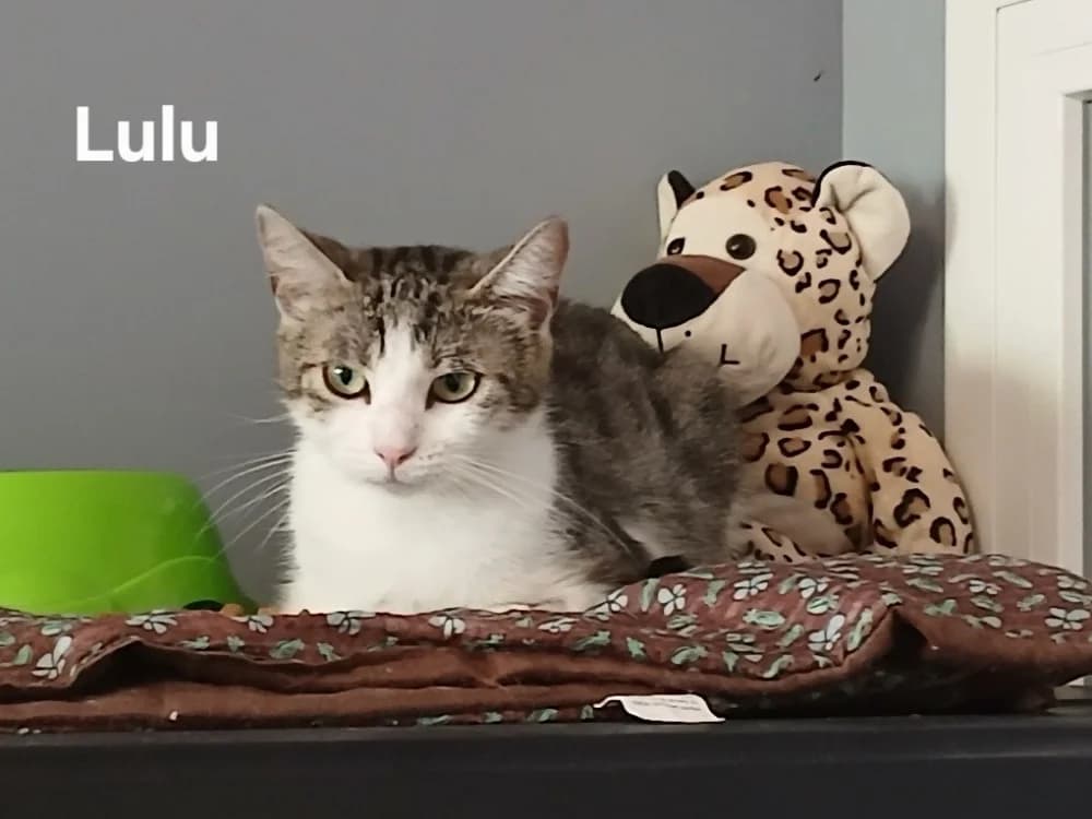 Lulu, female young Mixed Breed for adoption at Amiens), Poulainville