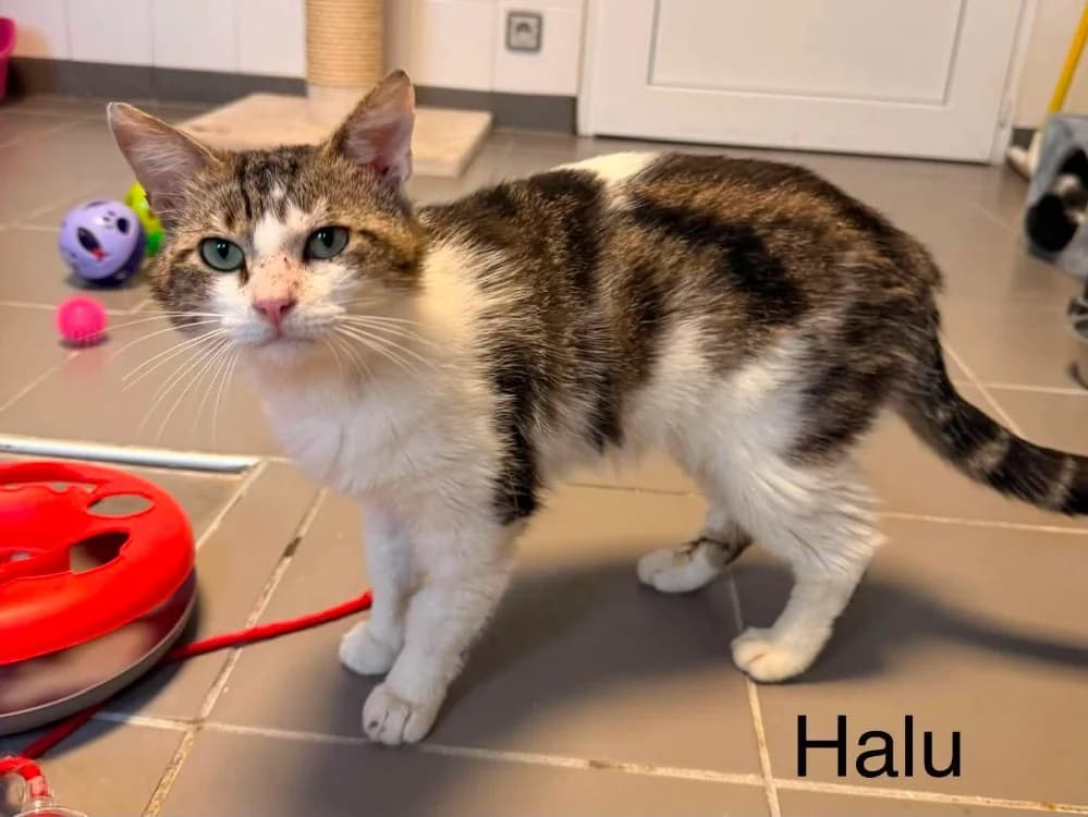 Halu, male young Mixed Breed for adoption at Amiens), Poulainville