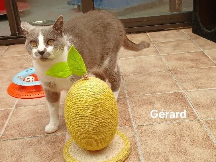 Gérard, male young Mixed Breed for adoption at Amiens), Poulainville