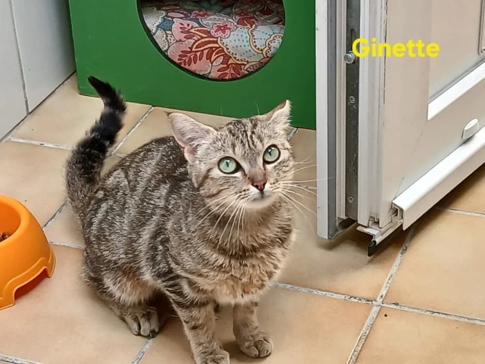 Ginette, female young Mixed Breed for adoption at Amiens), Poulainville