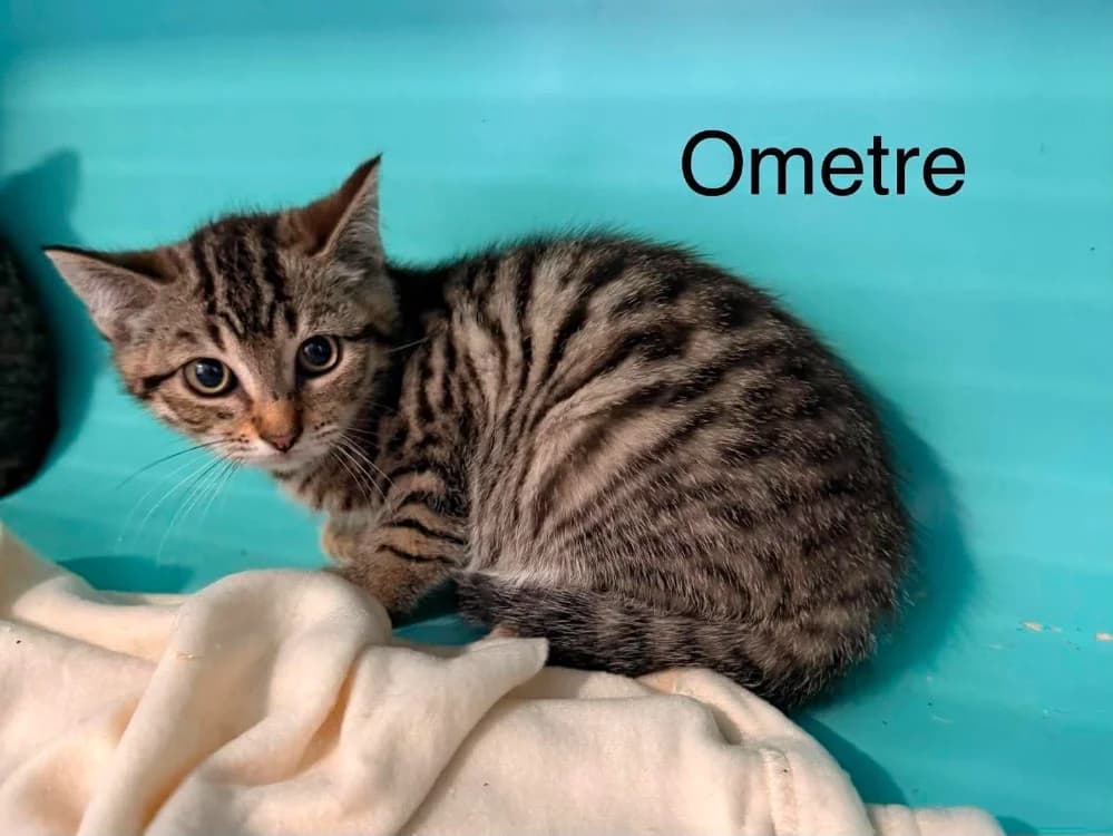 ometre, male puppy Mixed Breed for adoption at Amiens), Poulainville
