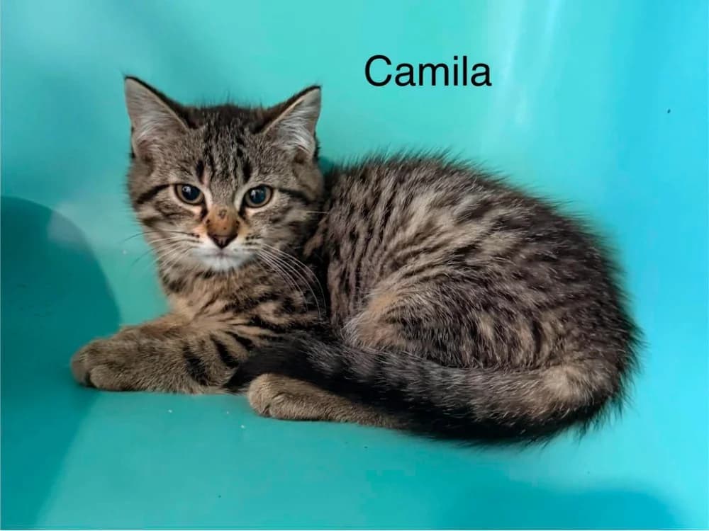 camila, female Mixed Breed for adoption at Amiens), Poulainville
