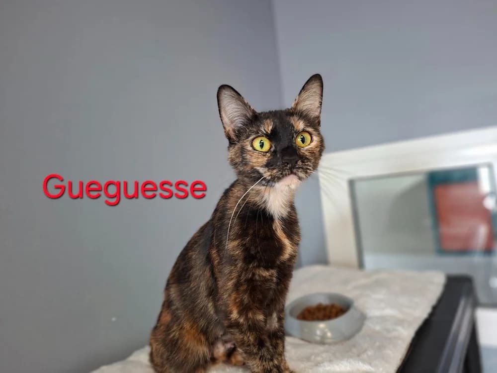 Gueguesse, female young Mixed Breed for adoption at Amiens), Poulainville