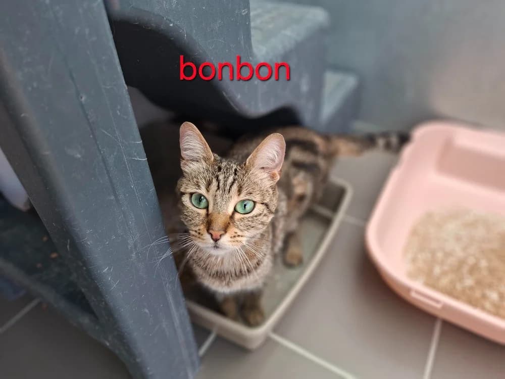 Bonbon, female young mixed breed for adoption at Amiens), Poulainville