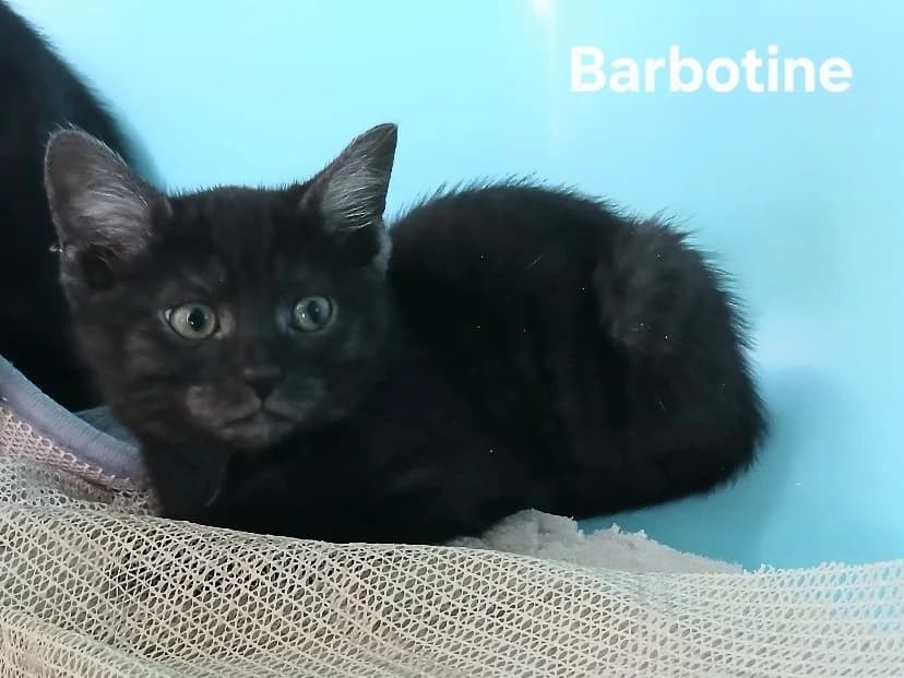 Barbotine, female Mixed Breed for adoption at Amiens), Poulainville