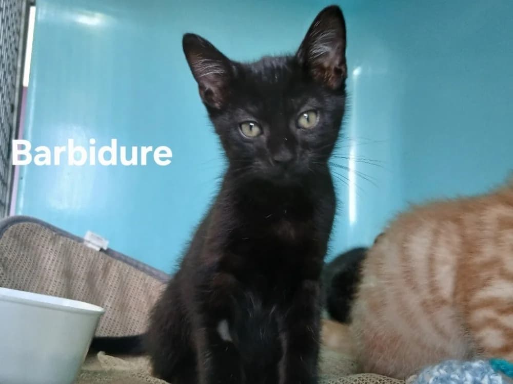 Barbidure, male puppy Mixed Breed for adoption at Amiens), Poulainville