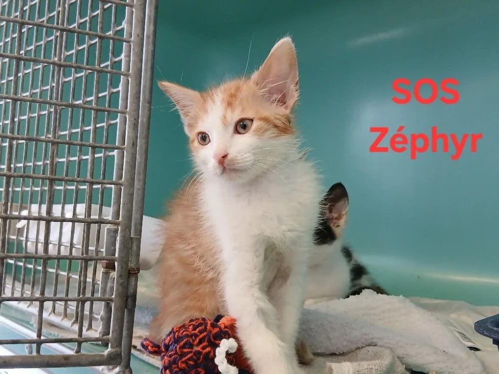Zéphyr, male puppy mixed breed for adoption at Amiens), Poulainville