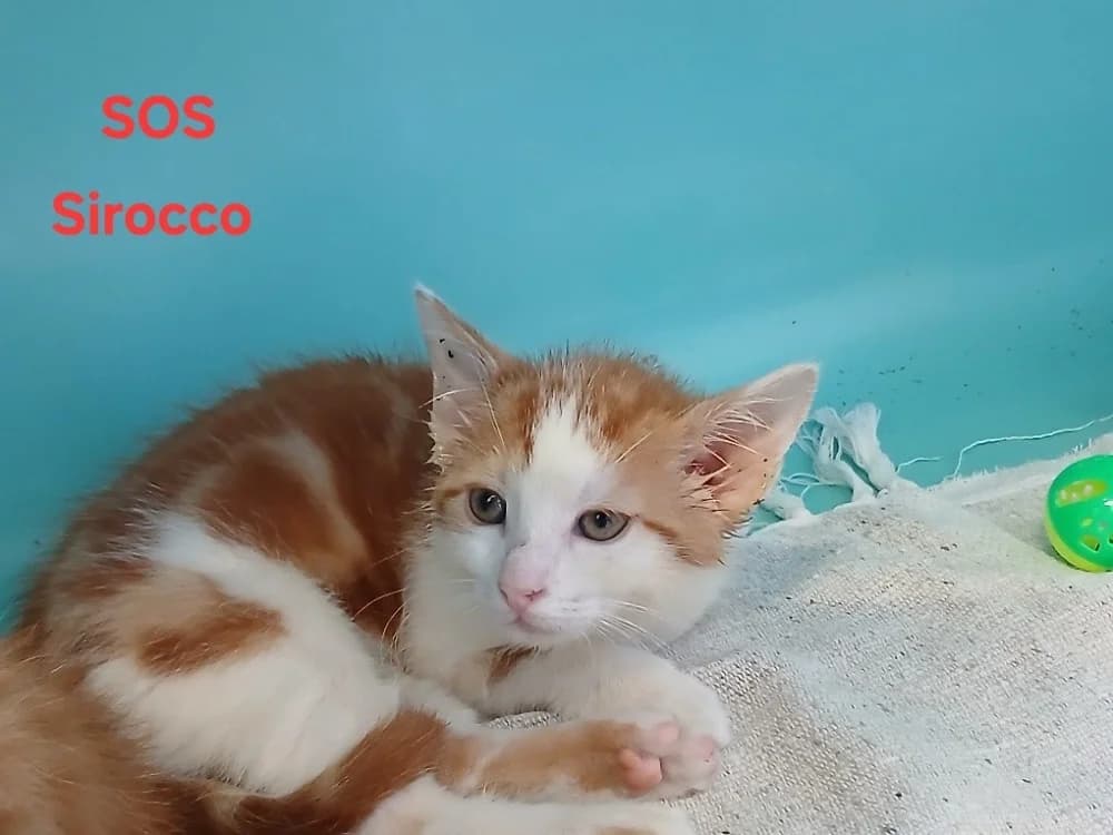 Sirocco, male puppy Mixed Breed for adoption at Amiens), Poulainville
