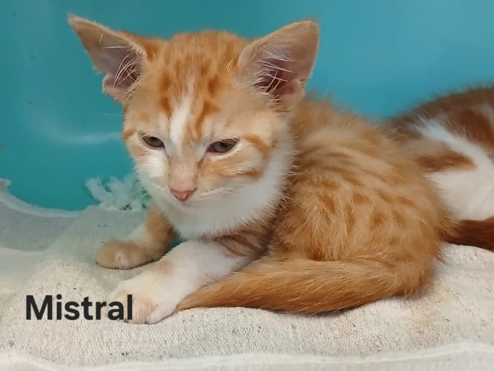 Mistral, male puppy mixed breed for adoption at Amiens), Poulainville