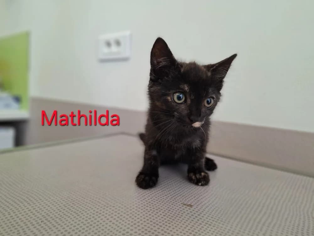 Mathilda, female mixed breed for adoption at Amiens), Poulainville