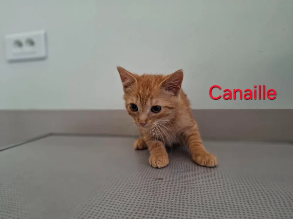 Canaille, male puppy Mixed Breed for adoption at Amiens), Poulainville