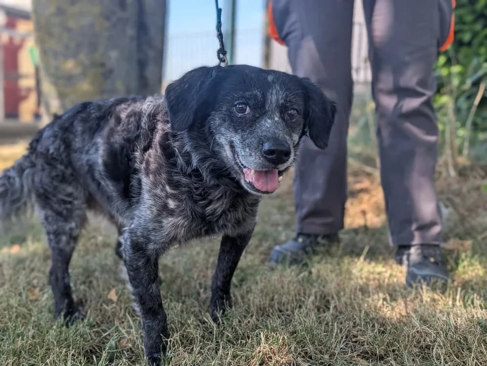 Vanille, female senior Mixed Breed for adoption at Amiens), Poulainville