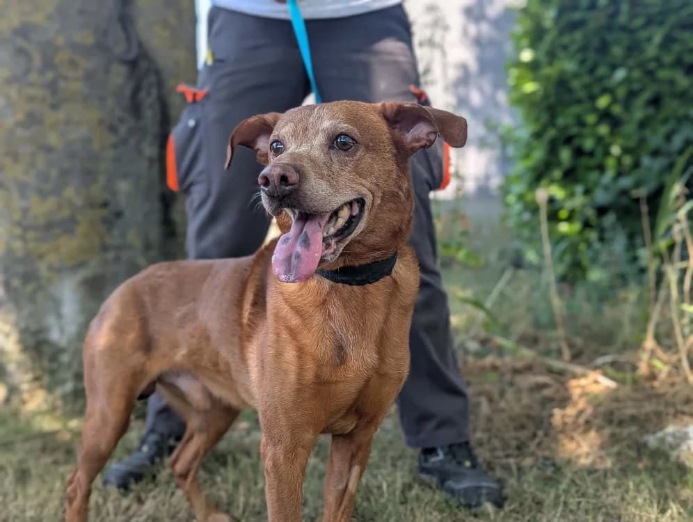 Caramel, male senior Labrador Retriever for adoption at Amiens), Poulainville