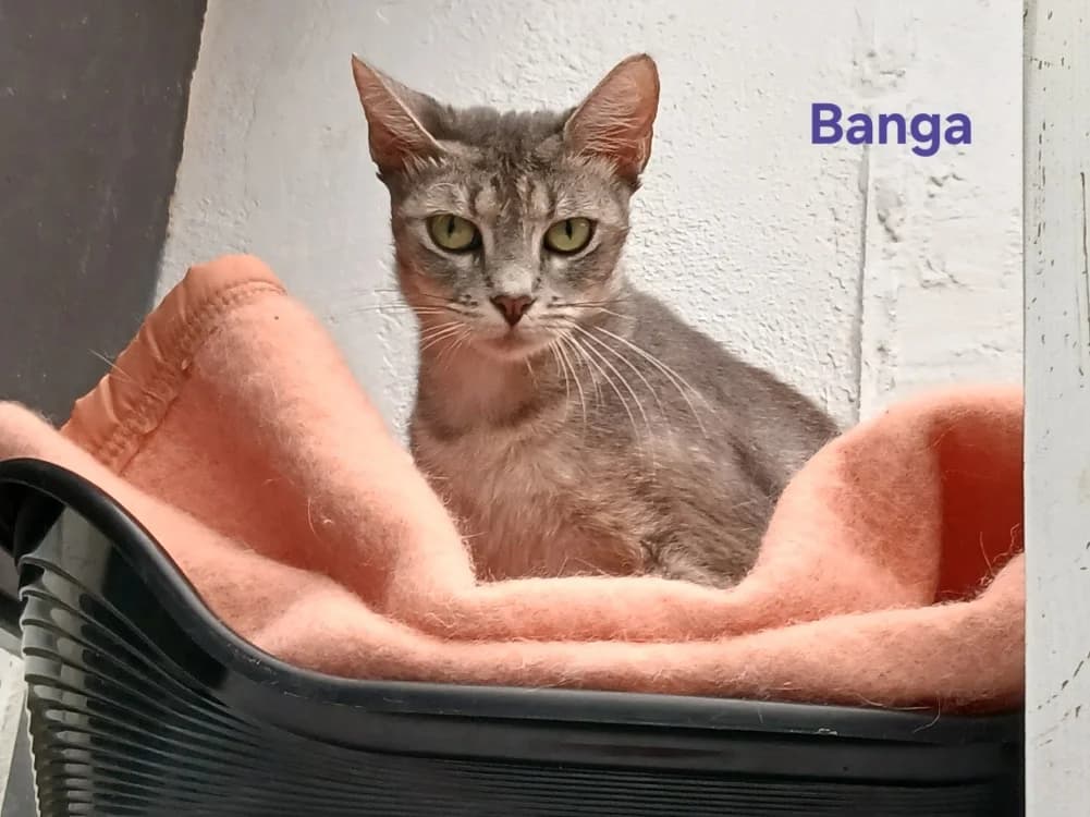 BANGA, female young Mixed Breed for adoption at Amiens), Poulainville