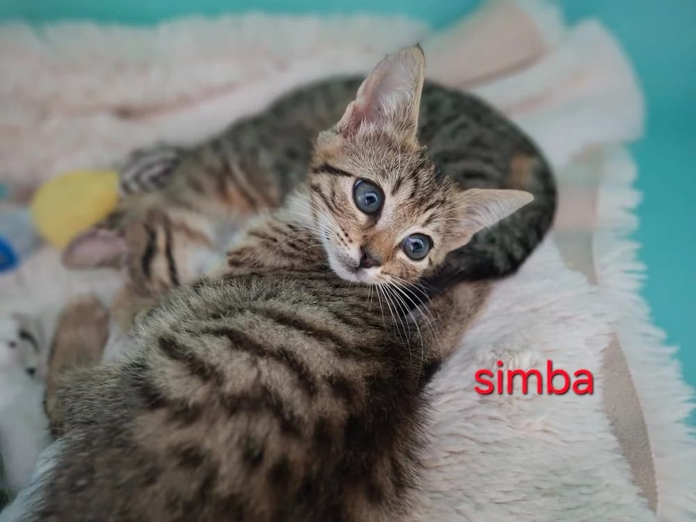 Simba, Mixed Breed (SPA Albi (Le Garric))