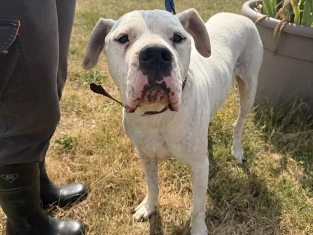 Ramsès, male 6yo Cane Corso for adoption at Amiens), Poulainville