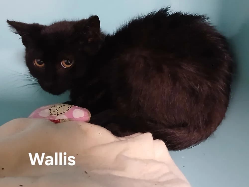 Wallis, male puppy mixed breed for adoption at Amiens), Poulainville