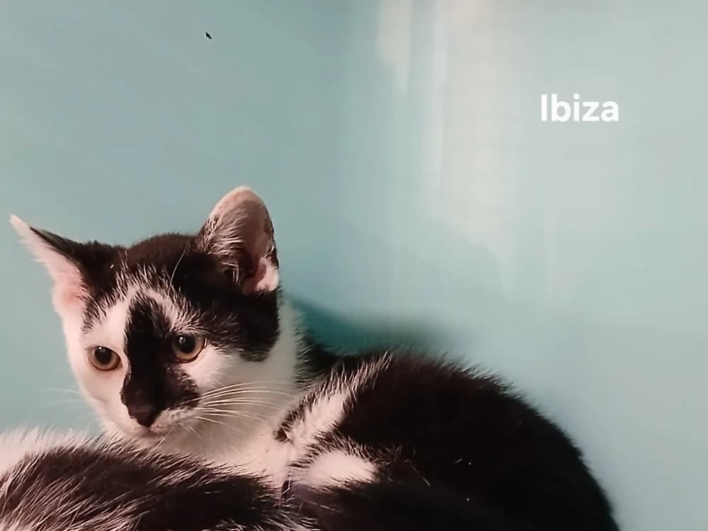 Ibiza, female mixed breed for adoption at Amiens), Poulainville