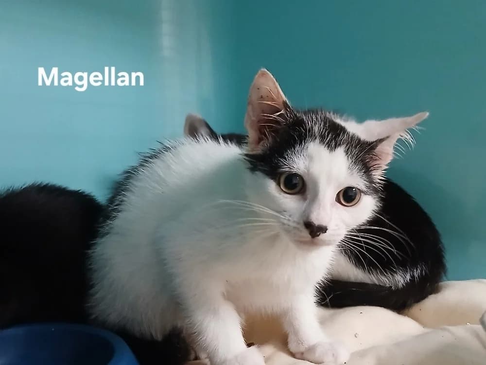 Magellan, male puppy Mixed Breed for adoption at Amiens), Poulainville