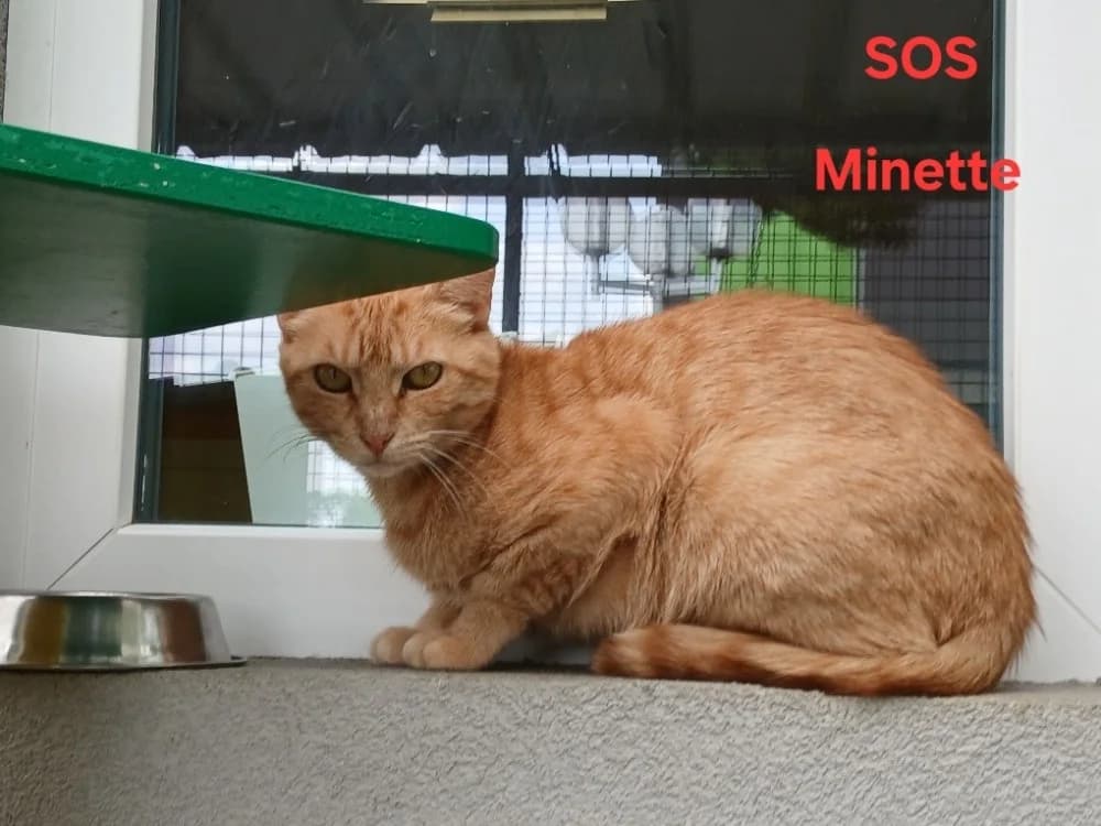Minette, female 4yo Mixed Breed for adoption at Amiens), Poulainville