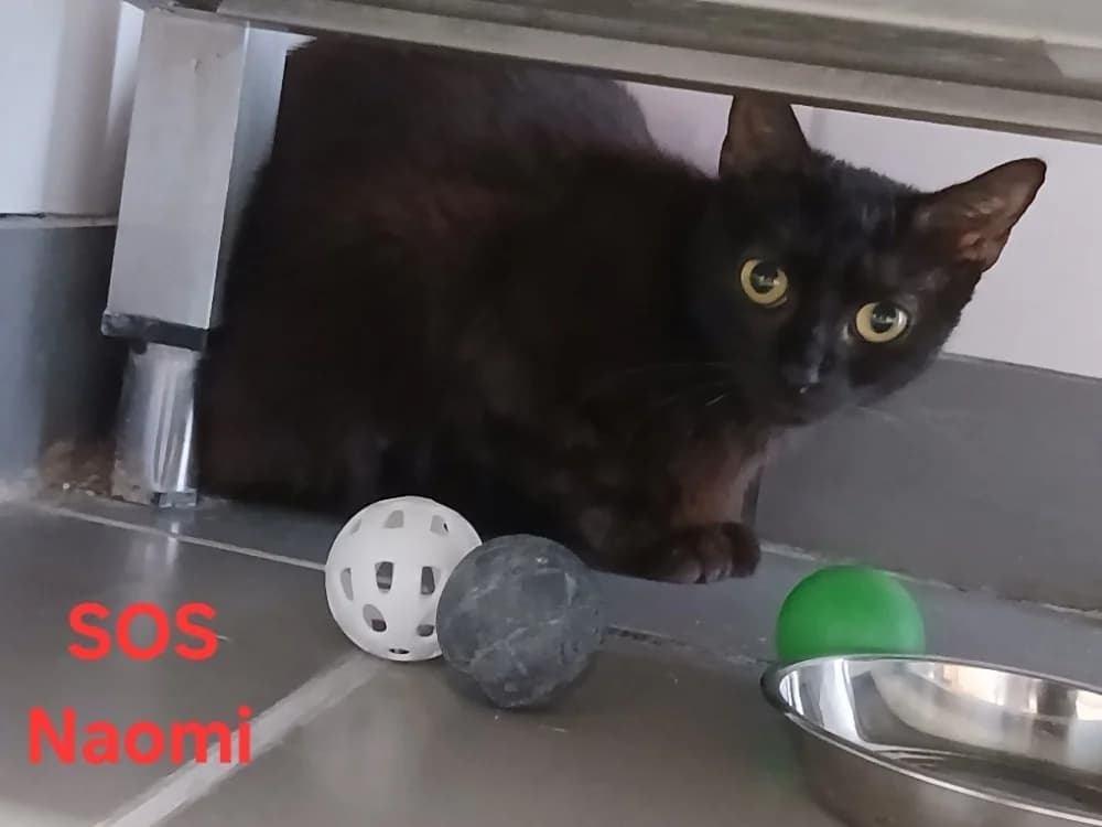 NAOMI, female young Mixed Breed for adoption at Amiens), Poulainville
