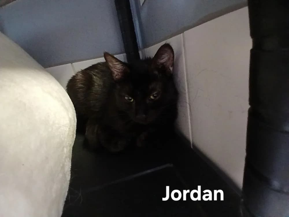 JORDAN, male young Mixed Breed for adoption at Amiens), Poulainville