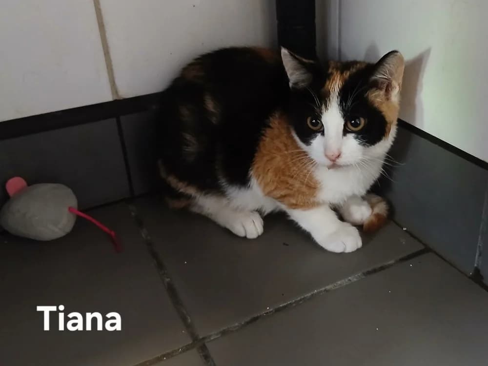Tiana, female Mixed Breed for adoption at Amiens), Poulainville