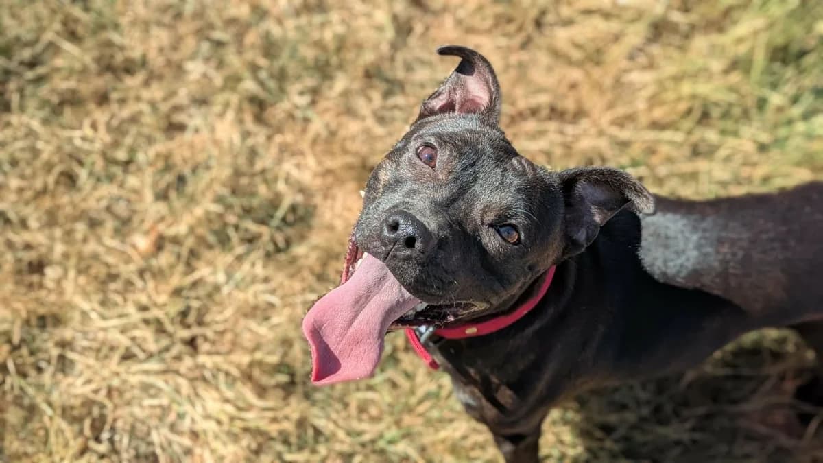 PAKO, male young Staffordshire Bull Terrier for adoption at Amiens), Poulainville