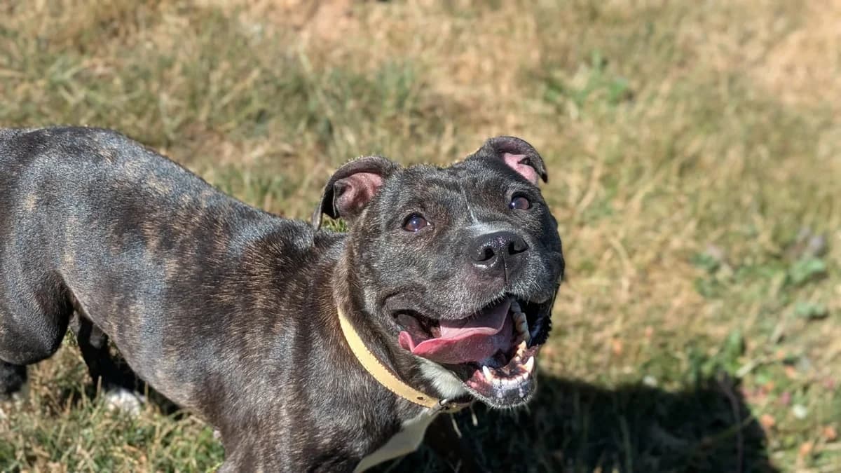 TIKA, female 3yo Staffordshire Bull Terrier for adoption at Amiens), Poulainville