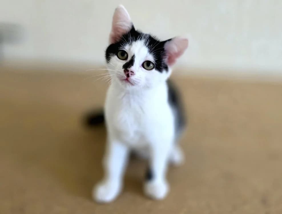 Sonorité, male puppy Mixed Breed for adoption at Amiens), Poulainville