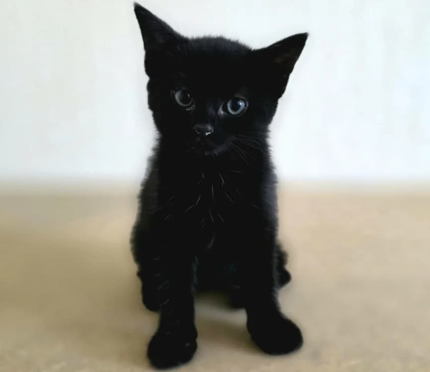 Thalassa, female Mixed Breed for adoption at Amiens), Poulainville
