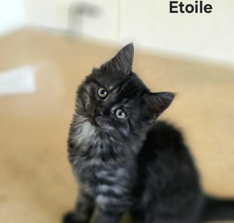 Etoile, Mixed Breed (Amiens))