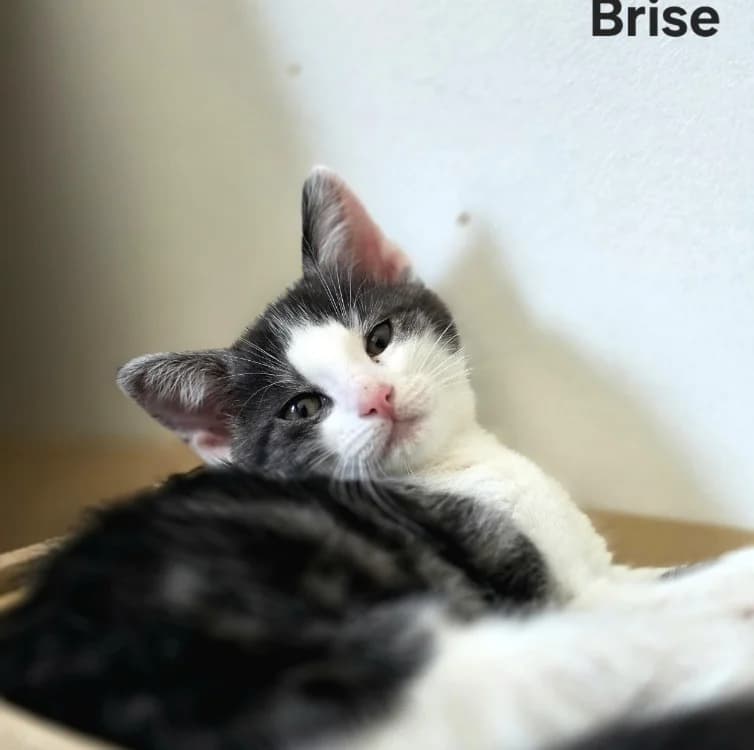 Brise, male puppy Mixed Breed for adoption at Amiens), Poulainville