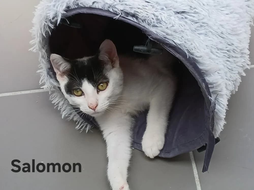 Salomon, male puppy Mixed Breed for adoption at Amiens), Poulainville